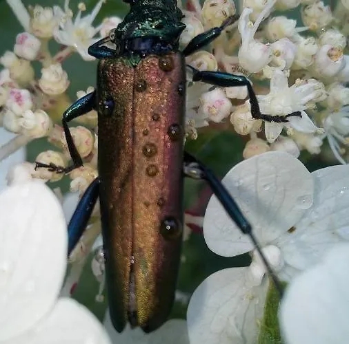 Guest house Schloss Schaenke Garni Bautzen